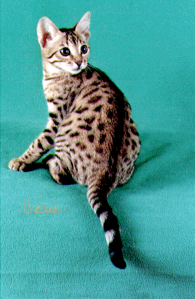A very rosetted Bengal Kitten.  Best Bengal Kitten in the TICA South Central Region