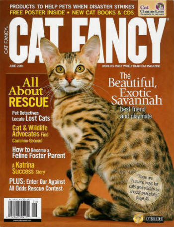 beautiful afrikhan cat on the cover of cat fancy magazine